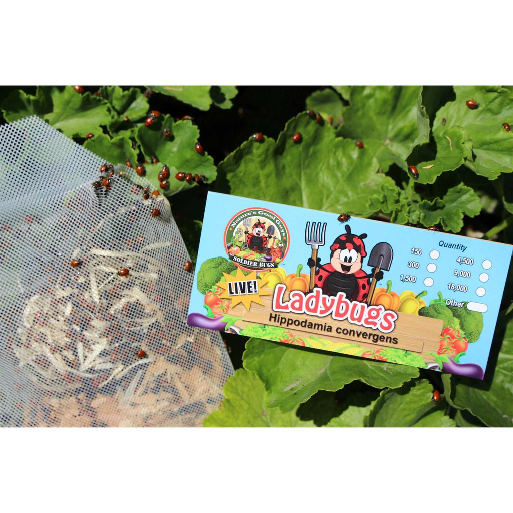 300 Live Ladybugs V334530