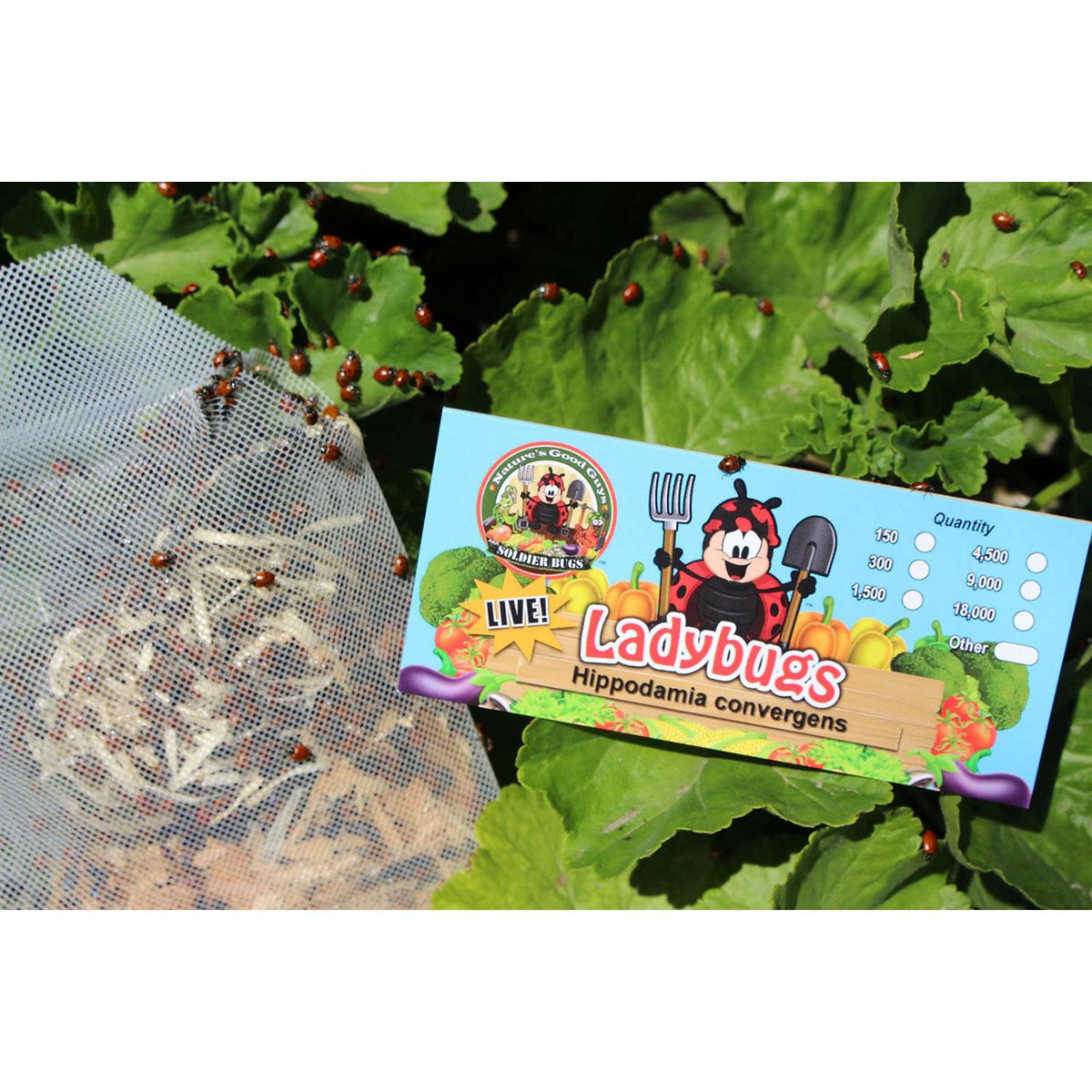 300 Live Ladybugs V334530