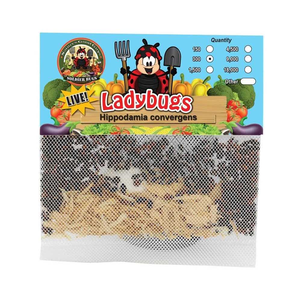 300 Live Ladybugs V334530