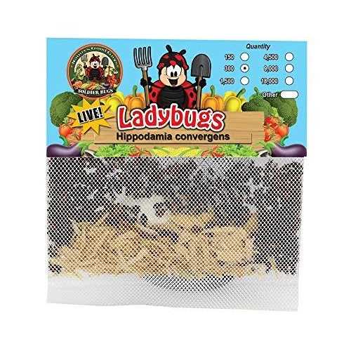 300 Live Ladybugs V334530