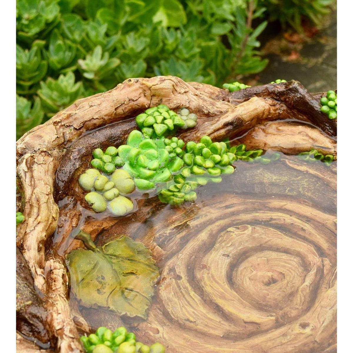 Succulent Birdbath X22088