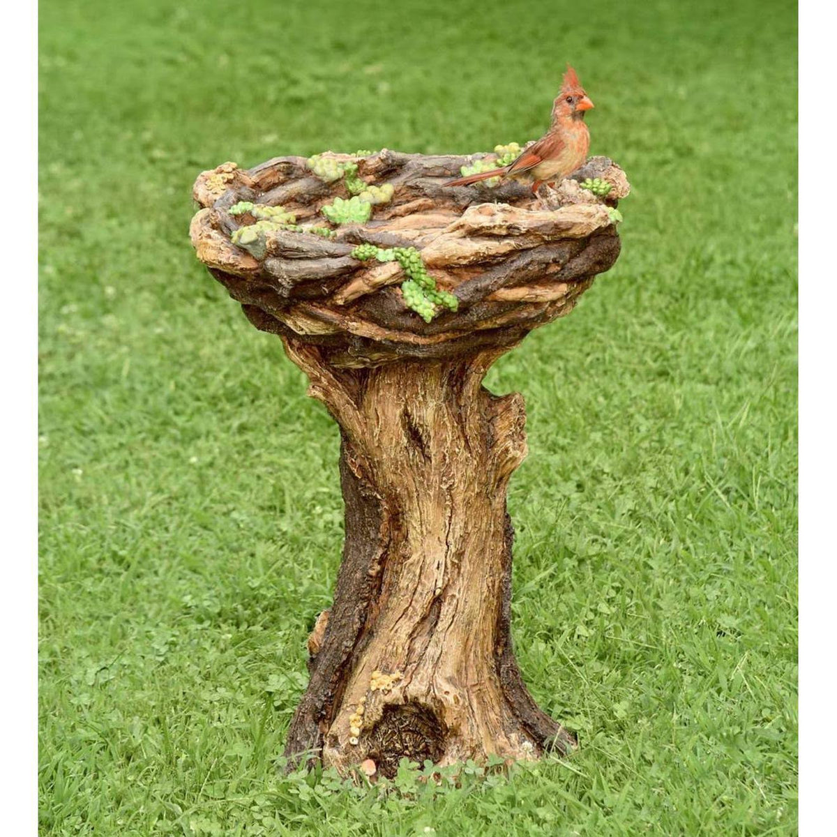 Succulent Birdbath X22088