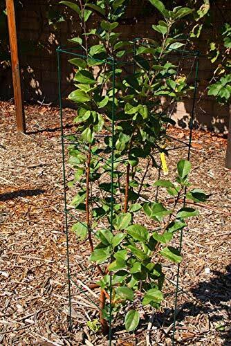 Green Square Folding Tomato Cage Plant Support Tower 12 inch by 46 inch, Pack of 5 Sets V194418