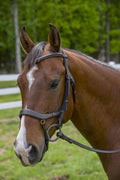 Australian Nut Anatomical Bridle L339876