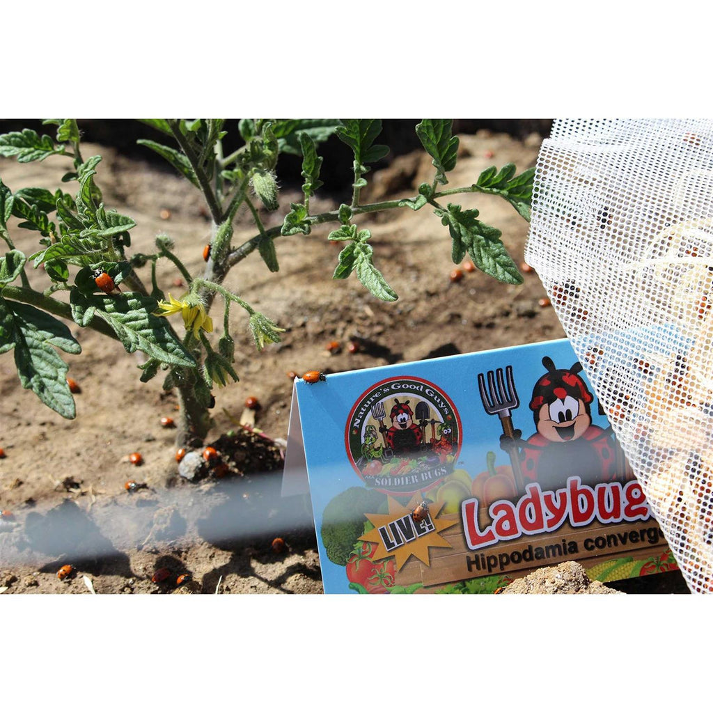 300 Live Ladybugs V334530