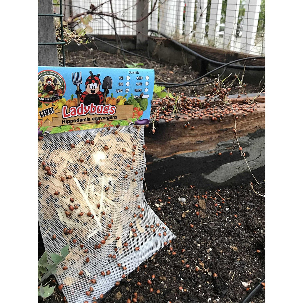 300 Live Ladybugs V334530