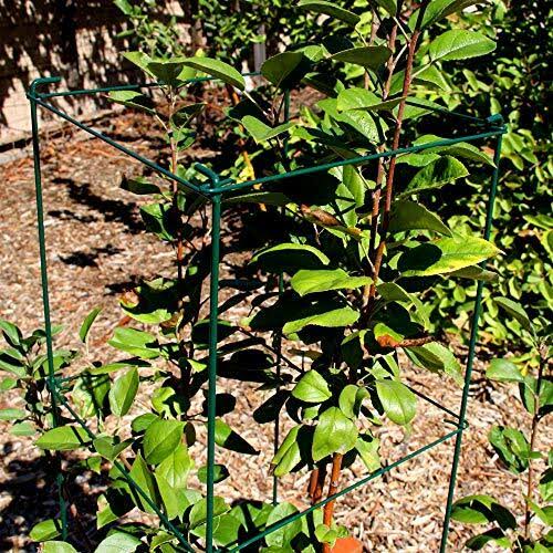 Green Square Folding Tomato Cage Plant Support Tower 12 inch by 46 inch, Pack of 5 Sets V194418